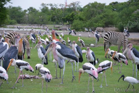 The various types of birds and zebra