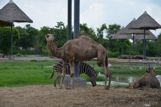 Poor camel