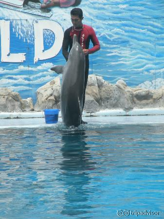 Safari World Marine Park- Dolphin Show