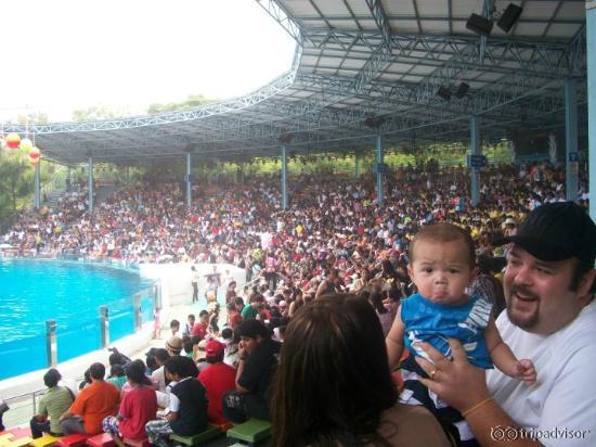 Dolphin Show