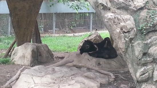 bear