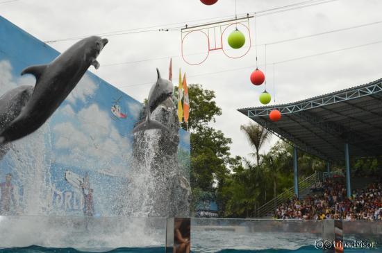 Dolphin show