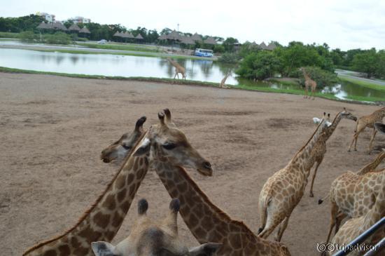 Giraffe Stand
