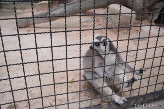 Monkey in a Cage