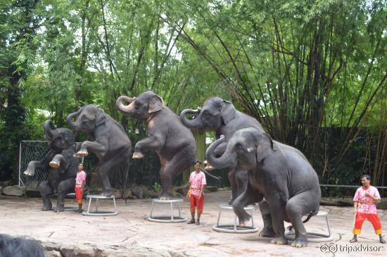 Elephant Show
