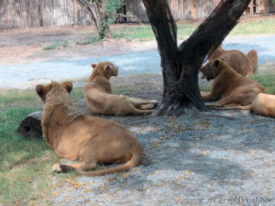 Lion