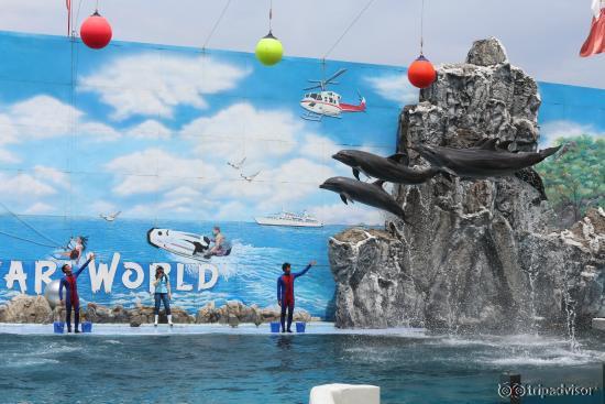 Dolphin show