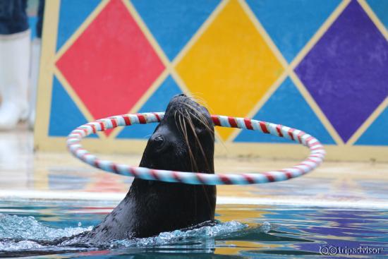 Sea-Lion show
