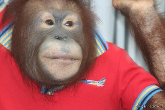 Orangutan - Lovely show