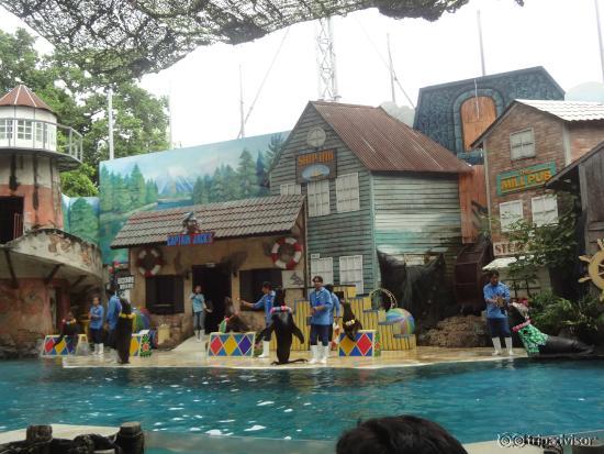 sea lion performance