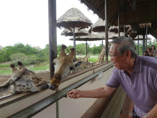 so many giraffe ( giraffe feeding )