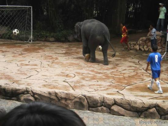 elephant show