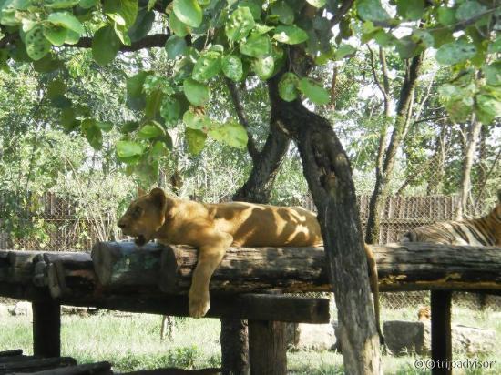 lion