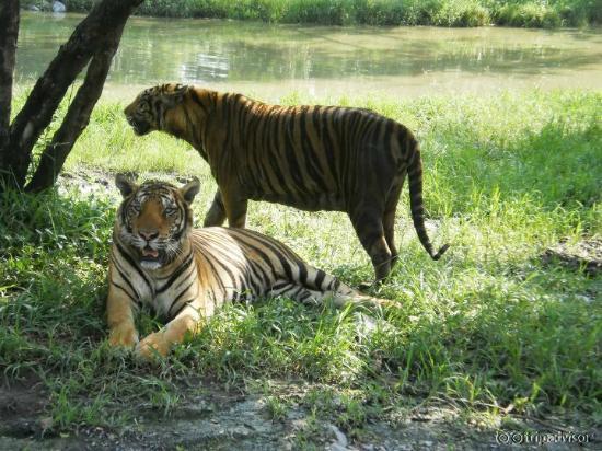 tigres
