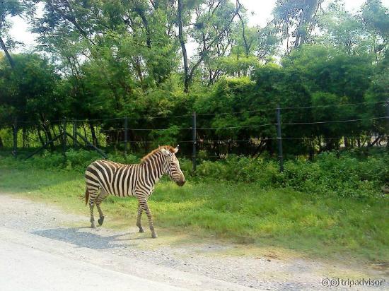 zebra