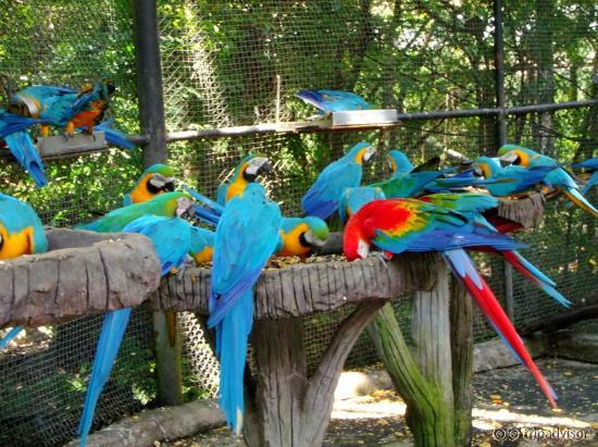 Beautiful parrots
