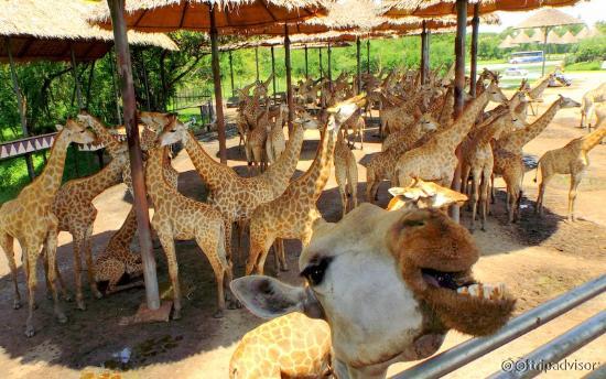 So many beautiful giraffes