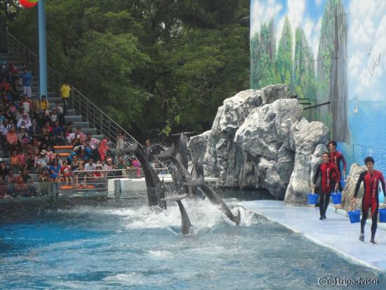 Dolphin Show....