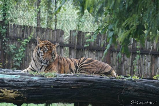 Open Zoo