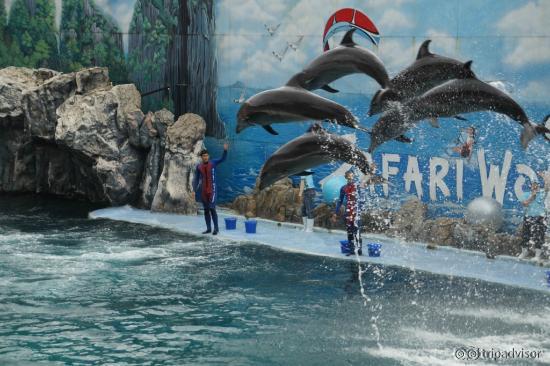 Dolphin Show