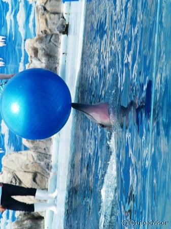 Dolphin Show
