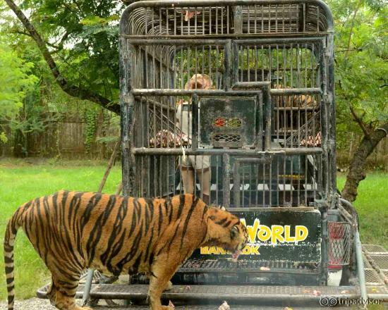 Tiger feeding