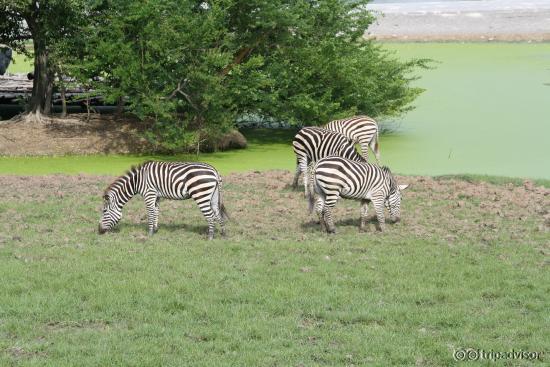 Zebra Crossing!