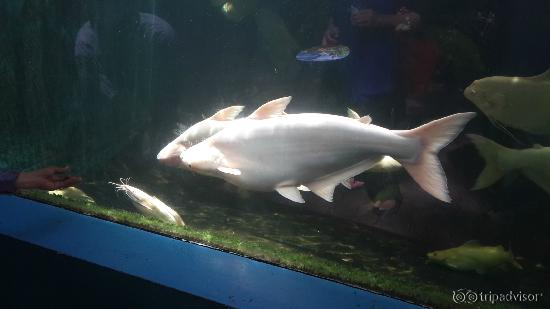 Albino fish (dunno what kind of fish)