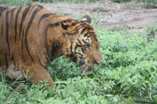 Tiger in its natural habitat