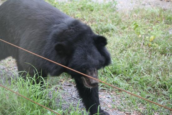 Bear Fight