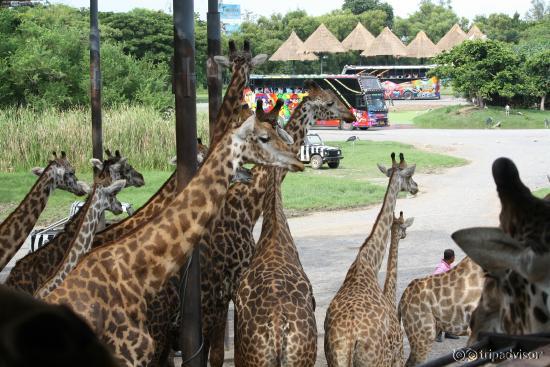 Interacting with the giraffes from the Viewing Deck