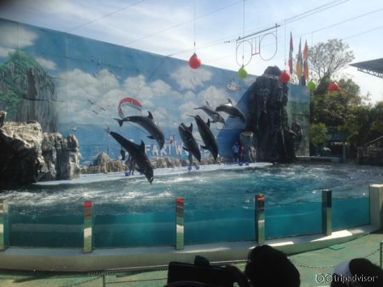 Dolphin Show