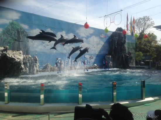 Dolphin Show