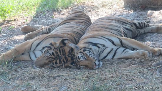 Tigers sleeping - back to back