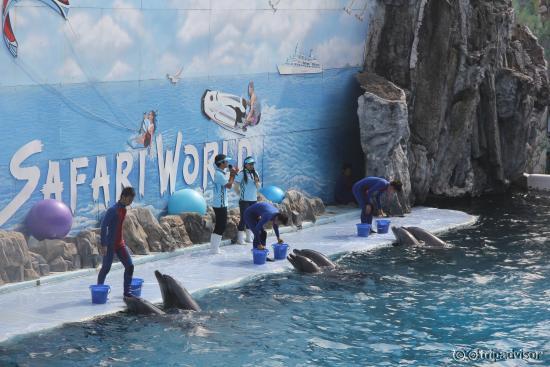 Dolphin Show