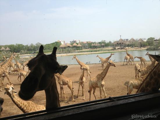 Where we feed all the giraffes