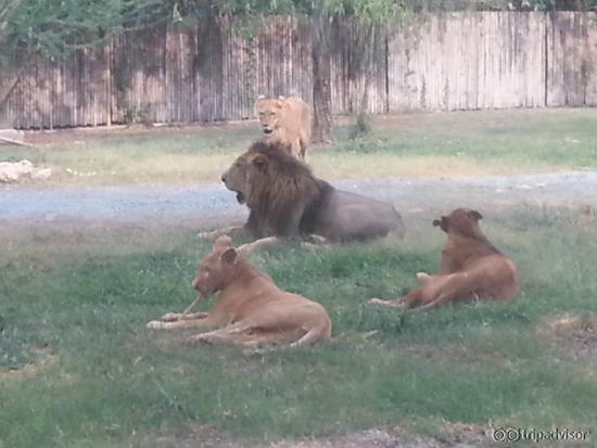 lions