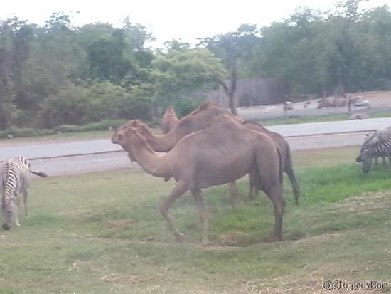 camels