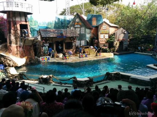 Sea Lion show