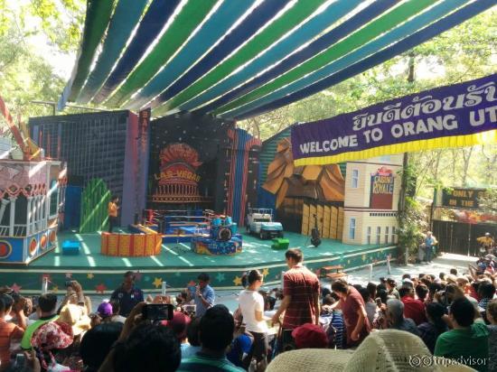 Orangutan Show