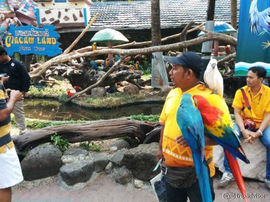 Bird Show