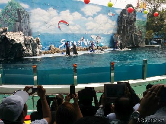 Dolphin Show