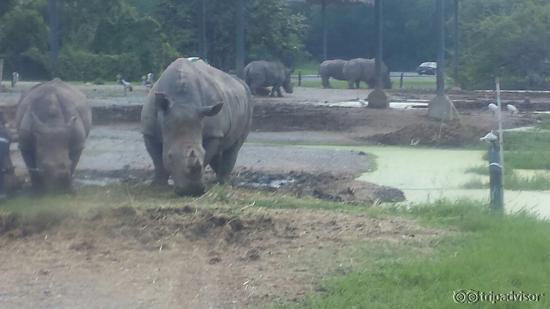 Safari World