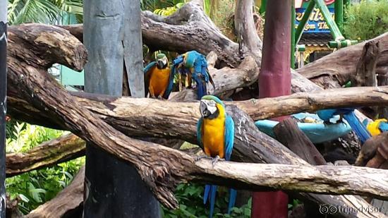 Safari World