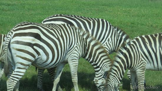 Zebras