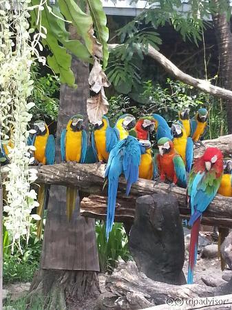 Safari world
