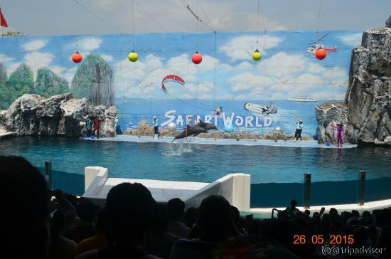 Dolphin show