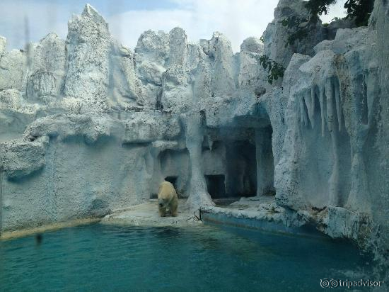 Polar bear