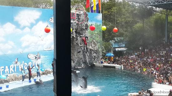 Dolphin show