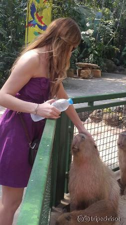 Safari World